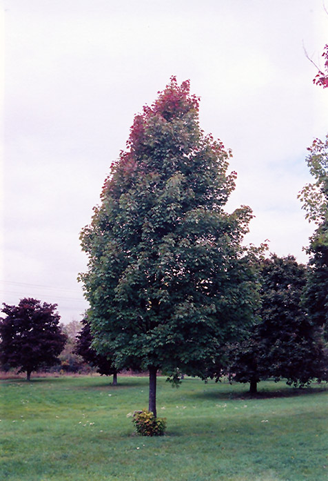 Maple, (Red) Bowhall (Acer rubrum 'Bowhall') at Job's Nursery