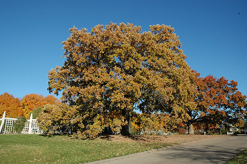 Oak, Bur (Quercus macrocarpa) at Job's Nursery