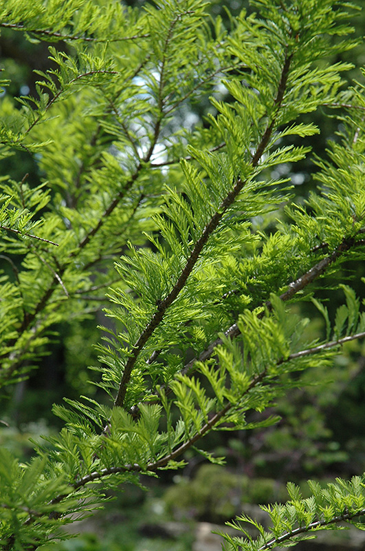 Bald Cypress (Taxodium distichum) at Job's Nursery