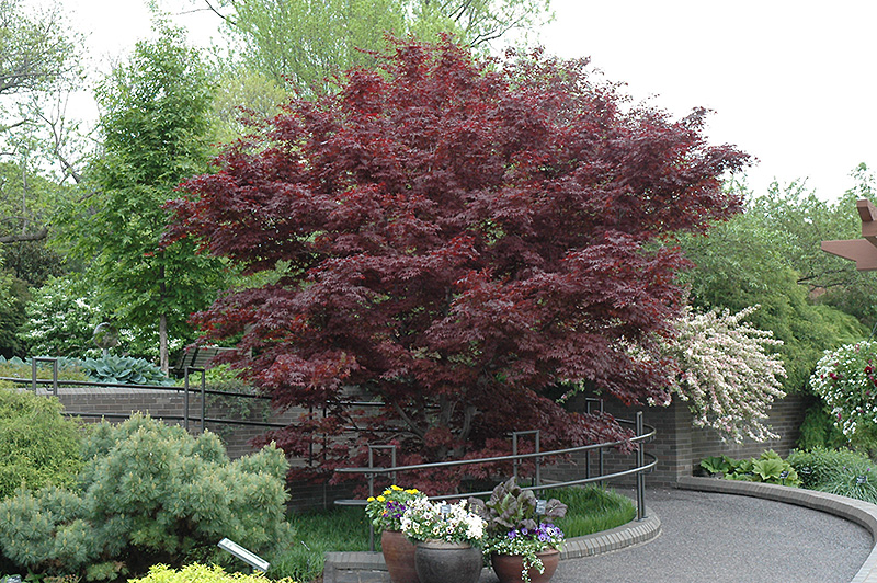 Japanese Maple, Bloodgood (Acer palmatum 'Bloodgood') at Job's Nursery