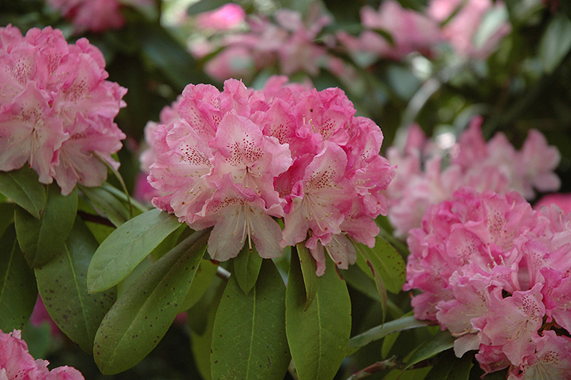 Holden Rhododendron (Rhododendron 'Holden') at Job's Nursery