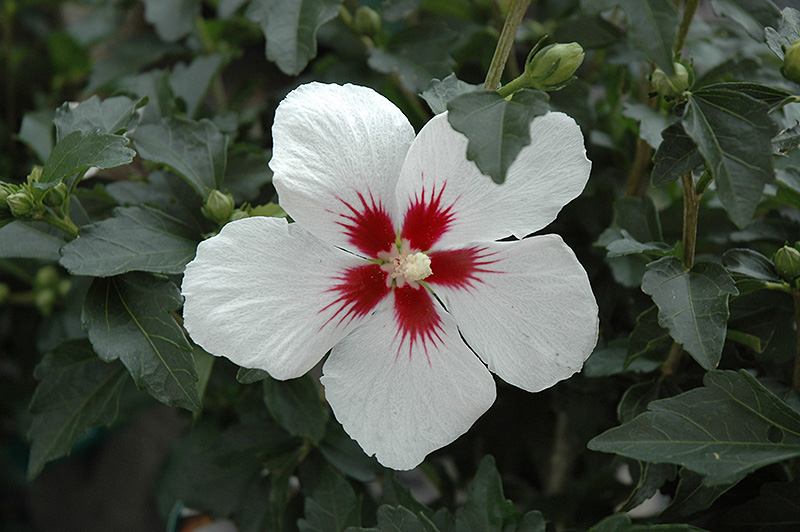 Lil' Kim Rose of Sharon (Hibiscus syriacus 'Antong Two') at Job's Nursery