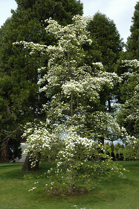 Dogwood Tree, Eddie's White Wonder (Cornus 'Eddie's White Wonder') at Job's Nursery