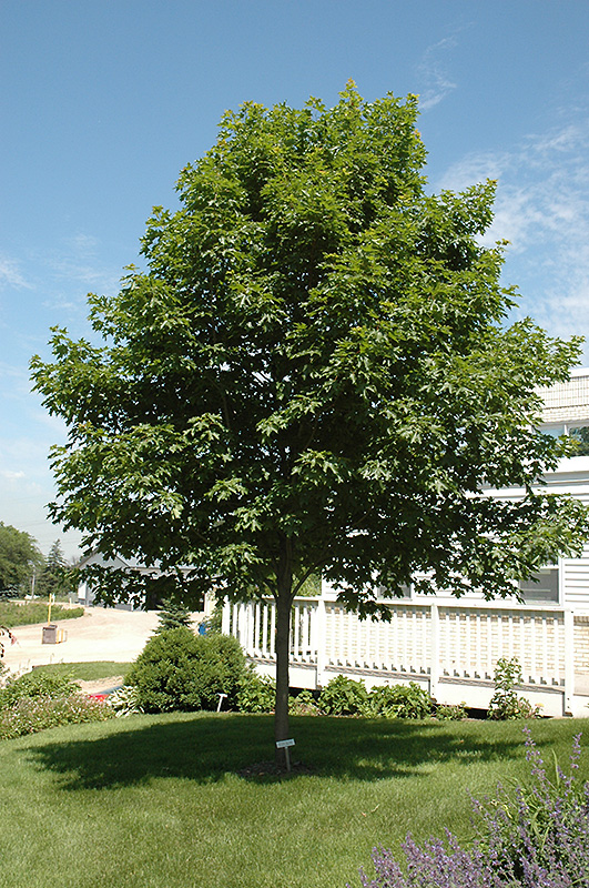 Maple, (Sugar) Fall Fiesta (Acer saccharum 'Bailsta') at Job's Nursery