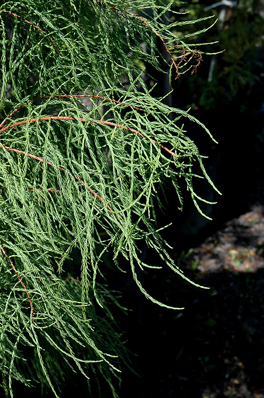 Pond Cypress, Debonair (Taxodium distichum 'Morris') at Job's Nursery