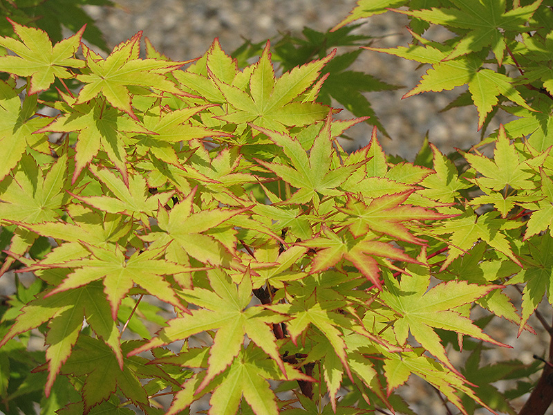 Japanese Maple, Coral Bark (Acer palmatum 'Sango Kaku') at Job's Nursery