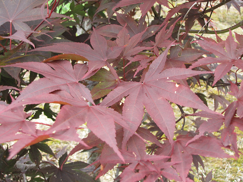 Japanese Maple, Emperor (Acer palmatum 'Red Emperor') at Job's Nursery