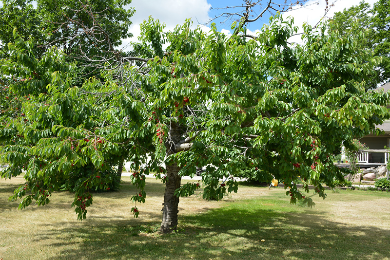 Bing Cherry (Semi Dwarf) (Prunus avium 'Bing') at Job's Nursery