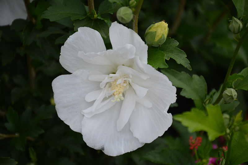White Pillar Rose of Sharon (Hibiscus syriacus 'Gandini van Aart') at Job's Nursery
