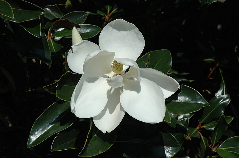 Alta Magnolia (Magnolia grandiflora 'TMGH') at Job's Nursery