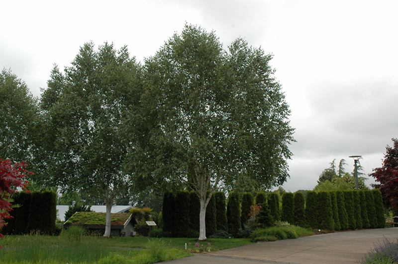 Birch, Jacquemontii (Betula utilis 'var. jacquemontii') at Job's Nursery