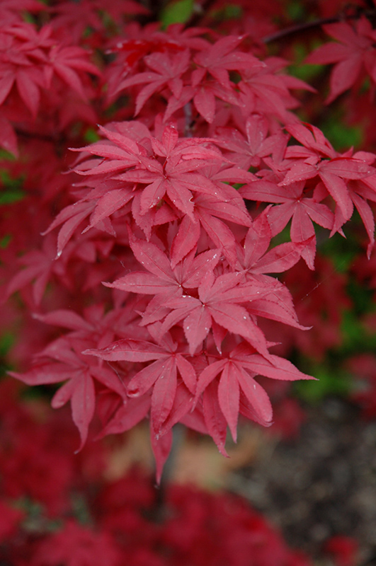 Twombly's Red Sentinel Japanese Maple (Acer palmatum 'Twombly's Red Sentinel') at Job's Nursery