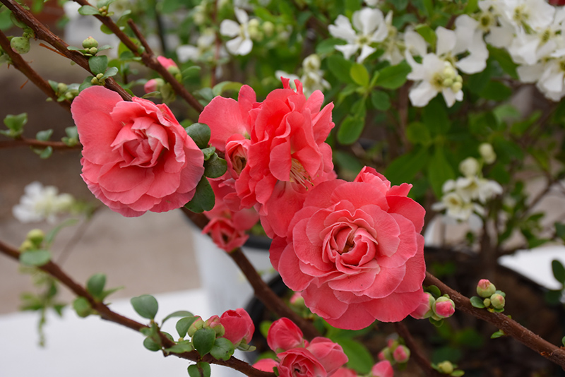 Double Take Pink Flowering Quince (Chaenomeles speciosa 'Pink Storm') at Job's Nursery