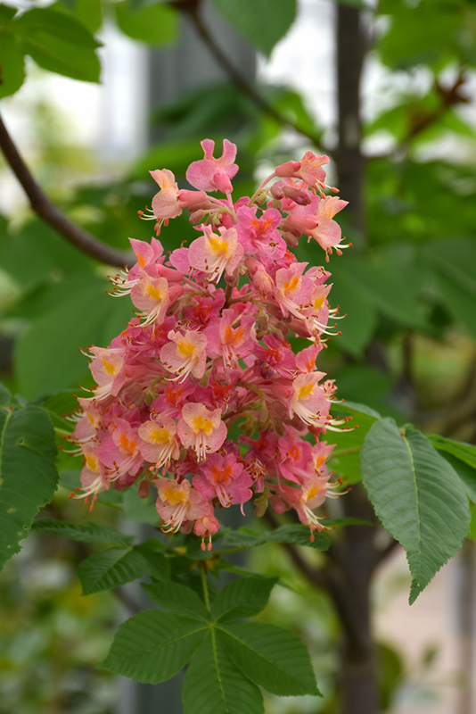 Fort McNair Red Horsechestnut (Aesculus x carnea 'Fort McNair') at Job's Nursery