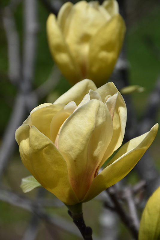 Magnolia, Sunsation (Magnolia 'Sunsation') at Job's Nursery