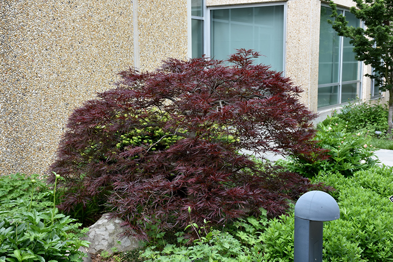 Japanese Maple, Red Dragon (Acer palmatum 'Red Dragon') at Job's Nursery