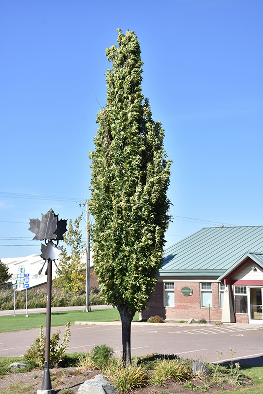 Green Pillar Pin Oak (Quercus palustris 'Pringreen') at Job's Nursery