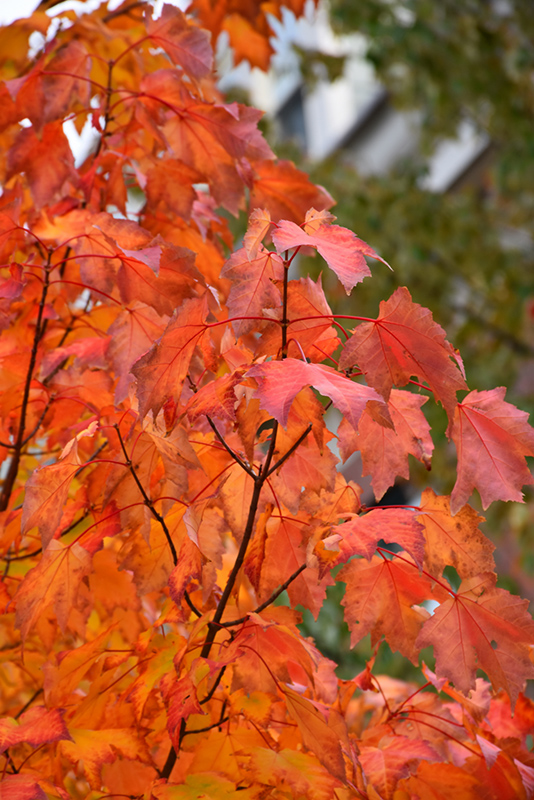 Maple, (Red) Bowhall (Acer rubrum 'Bowhall') at Job's Nursery