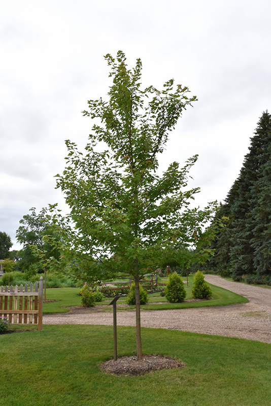 Maple, Matador (Acer x freemanii 'Bailston') at Job's Nursery