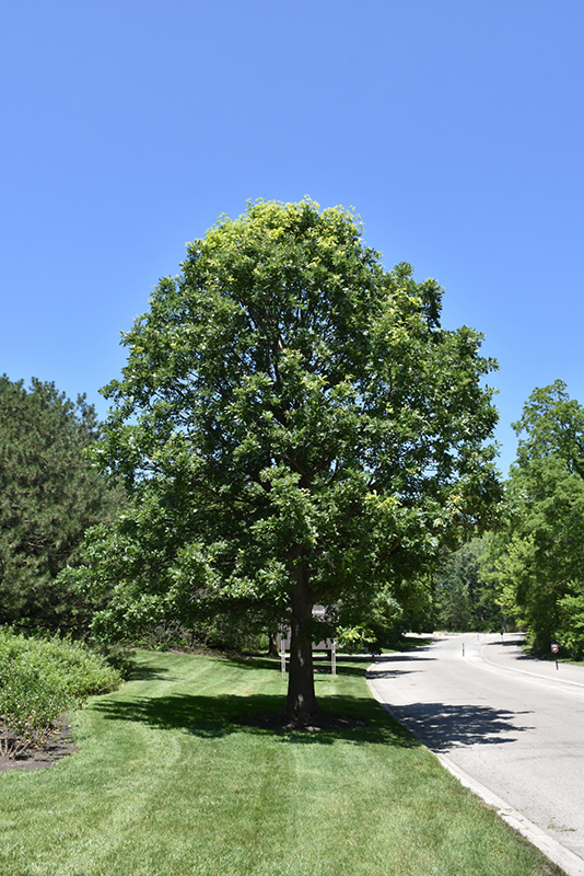 Oak, Bur (Quercus macrocarpa) at Job's Nursery