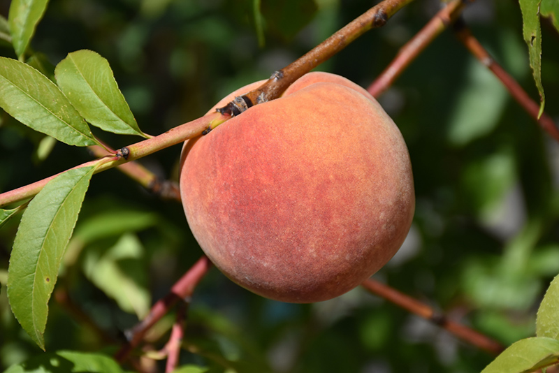 Redhaven Peach (Semi Dwarf) (Prunus persica 'Redhaven') at Job's Nursery