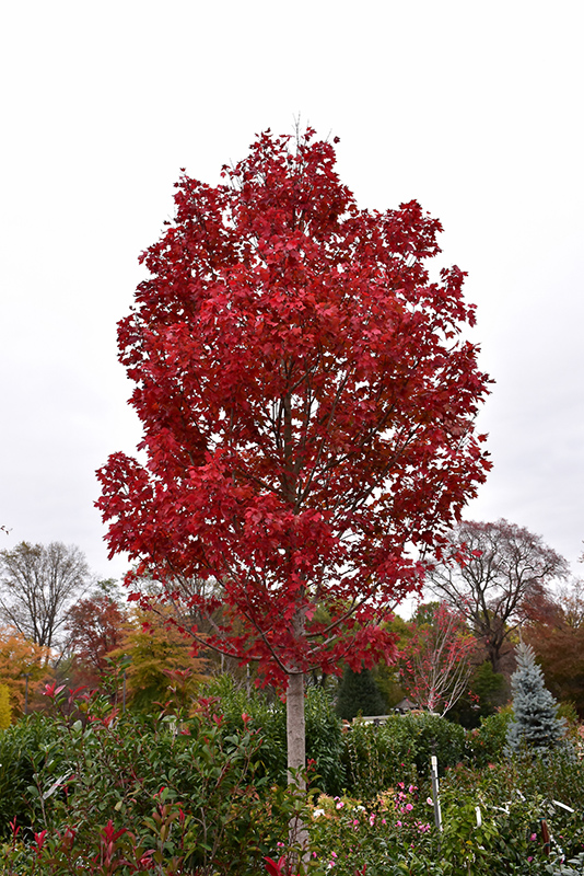 Maple,  (Red) October Glory (Acer rubrum 'October Glory') at Job's Nursery