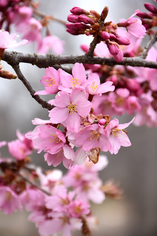 Cherry (Flowering), Pink Flair (Prunus sargentii 'JFS-KW58') at Job's Nursery