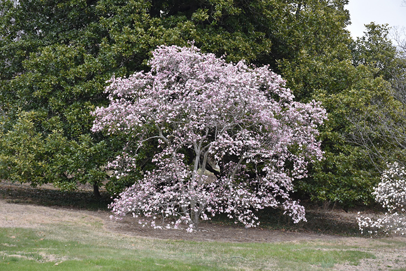 Magnolia, Leonard Messel (Magnolia x loebneri 'Leonard Messel') at Job's Nursery