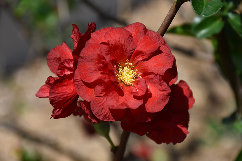 Double Take Scarlet Flowering Quince (Chaenomeles speciosa 'Scarlet Storm') at Job's Nursery