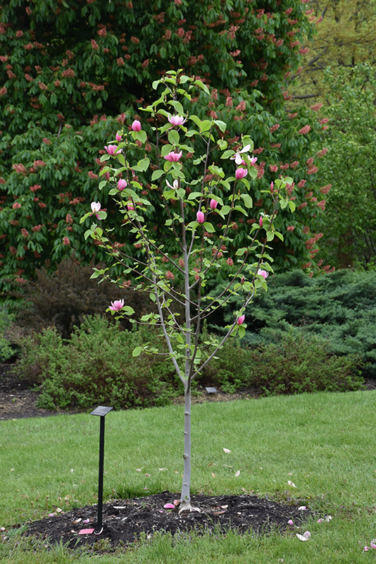 Magnolia, Rose Marie (Magnolia 'Rose Marie') at Job's Nursery
