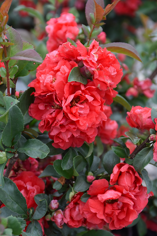 Double Take Pink Flowering Quince (Chaenomeles speciosa 'Pink Storm') at Job's Nursery