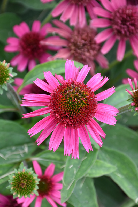Delicious Candy Coneflower (Echinacea 'Delicious Candy') at Job's Nursery