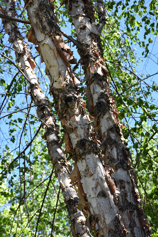 Birch, Northern Tribute (Betula nigra 'Dickinson') at Job's Nursery