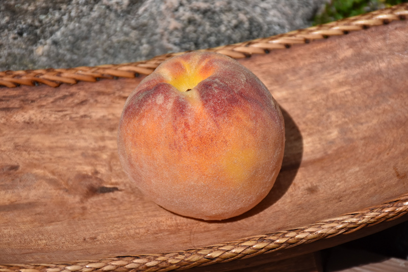 Suncrest Peach (Semi Dwarf) (Prunus persica 'Suncrest') at Job's Nursery