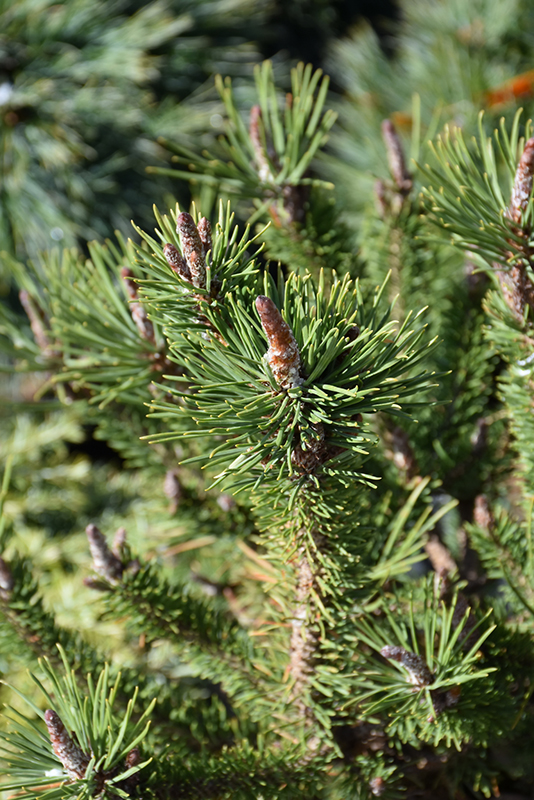 Spaan's Dwarf Shore Pine (Pinus contorta 'Spaan's Dwarf') at Job's Nursery