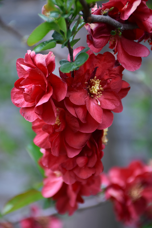 Double Take Scarlet Flowering Quince (Chaenomeles speciosa 'Scarlet Storm') at Job's Nursery