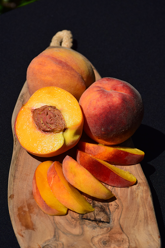 Elberta Peach (Semi Dwarf) (Prunus persica 'Elberta') at Job's Nursery