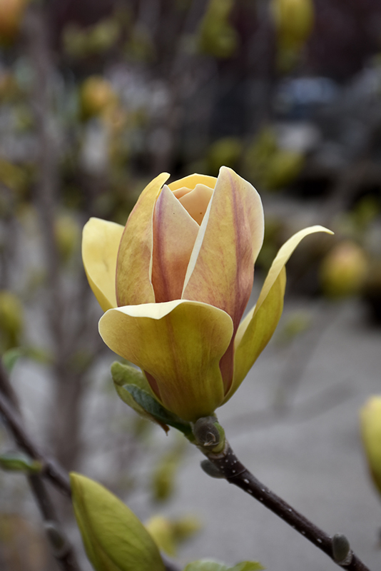 Magnolia, Sunsation (Magnolia 'Sunsation') at Job's Nursery