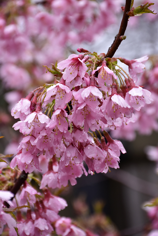 Cherry (Flowering), Okame (Prunus 'Okame') at Job's Nursery