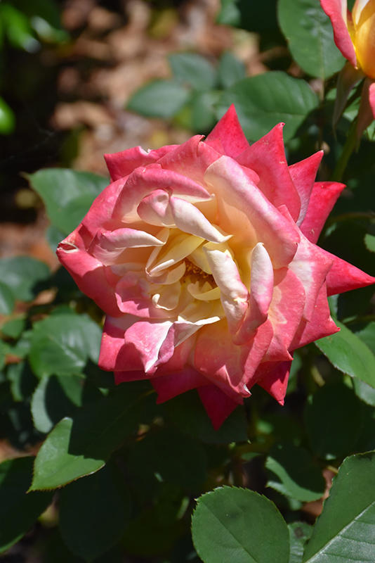 Rose (Hybrid Tea), Enchanted Peace (Rosa 'MEIzoloi') in Pasco Richland ...